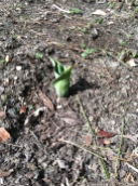 First spring tulip at the Ballentine-Spence House